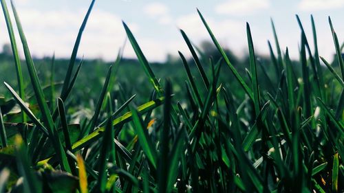 Close-up of fresh grass in field against sky