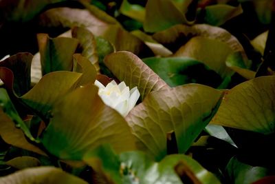 Close-up of flower blooming outdoors