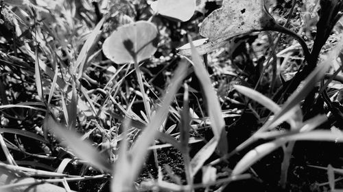 Close-up of plants