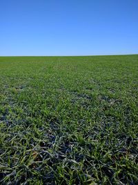 Scenic view of field against clear sky