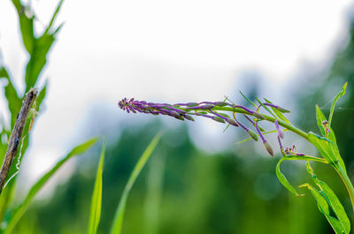 Close-up of butterfly on plant