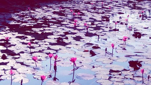 Close-up of pink water lily blooming on plant