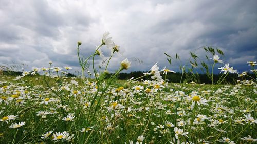 Close-up of flowers growing in field