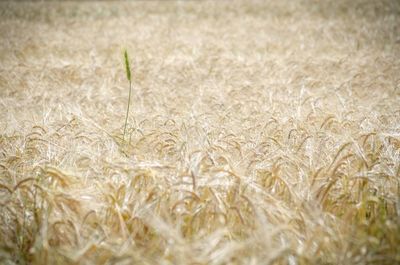 Close-up of stalks in field