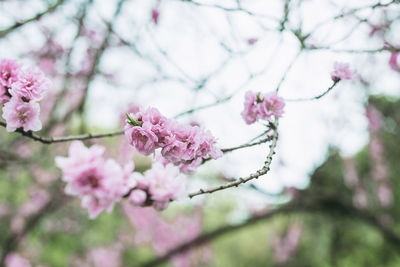 Close-up of cherry blossoms in spring