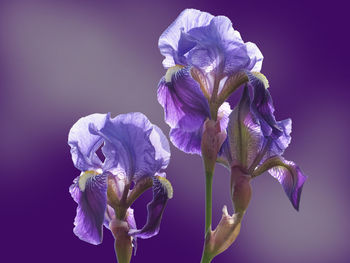 Close-up of purple flowering plant against blue background
