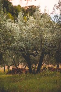 Trees growing in field