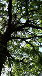 Low angle view of trees against sky