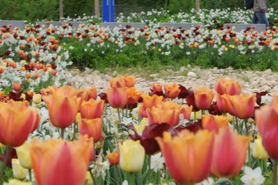 Close-up of tulips in field