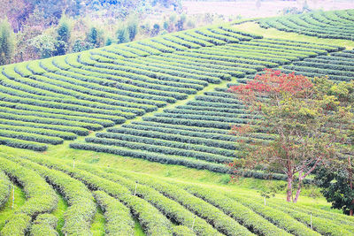 High angle view of agricultural field