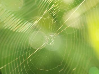 Close-up of spider on web