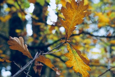 Close-up of maple leaves on branch