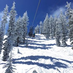 Trees at ski resort against sky