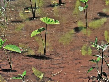 Close-up of water lily leaves
