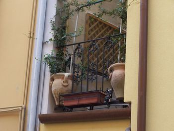 Potted plants on window