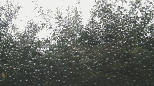 Low angle view of raindrops on tree against sky
