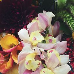 Close-up of fresh flowers blooming outdoors