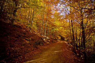 Road passing through forest