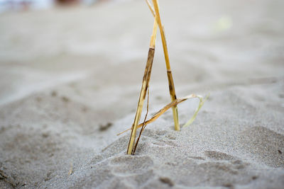 Close-up of lizard on sand at beach