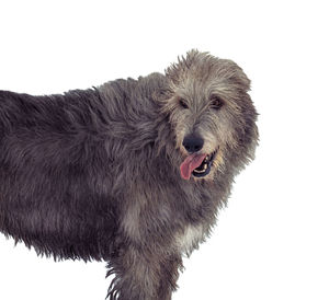 Close-up of a dog over white background