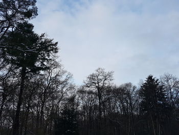 Low angle view of trees against sky