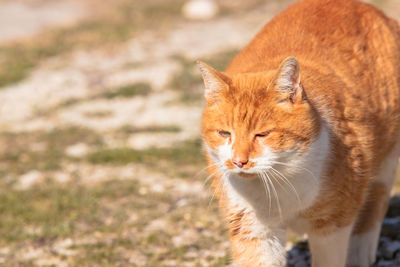 Close-up of cat