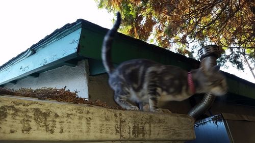 Low angle view of cat