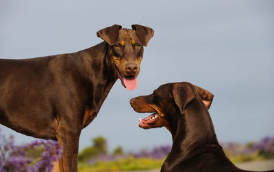 Doberman pinschers on field against sky