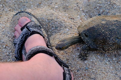 Low section of person on rock