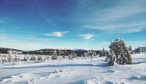 Trees on snowcapped field against sky