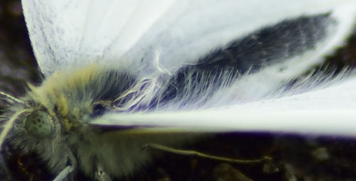 Close-up of plant against blurred background