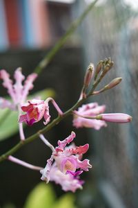 Close-up of pink flowering plant