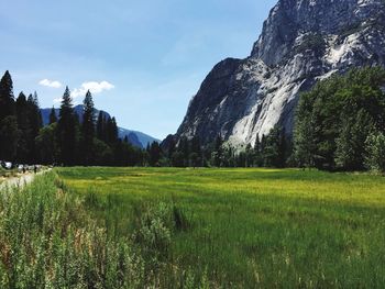 Scenic view of grassy field against sky