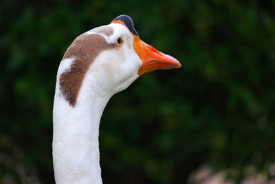 Close-up of a bird