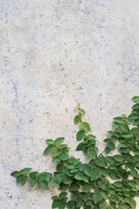Close-up of ivy growing on plant