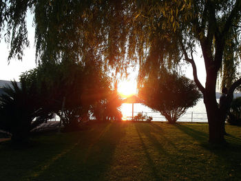 Trees on landscape during sunset