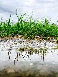 Reflection of trees in water