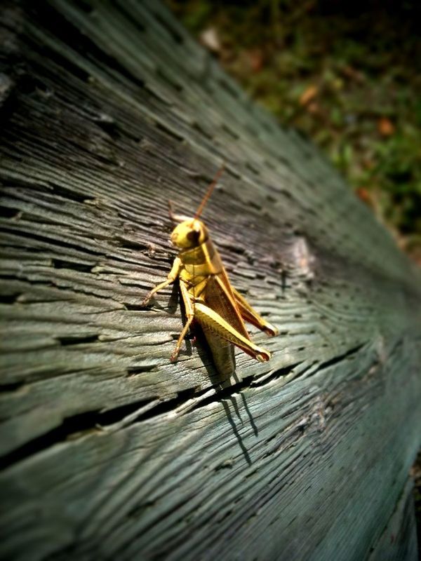 animal themes, animals in the wild, one animal, wildlife, bird, water, nature, full length, focus on foreground, high angle view, lake, perching, outdoors, close-up, day, insect, no people, waterfront, zoology, side view