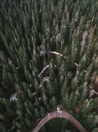 Low angle view of trees