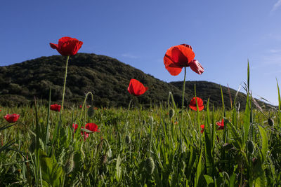 Close-up of red poppy flowers