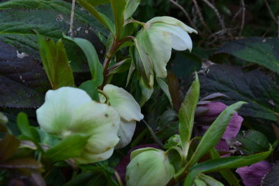 Close-up of white flowers blooming outdoors