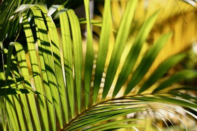 Palm leaf close-up