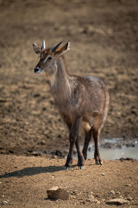 Young male common waterbuck standing eyeing camera