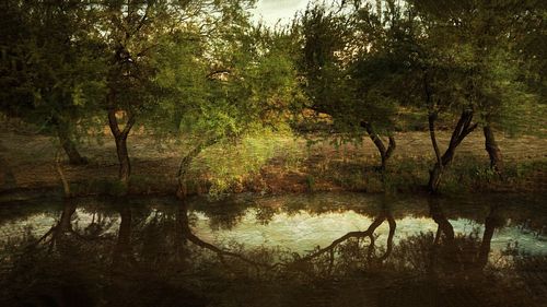 Reflection of trees in lake