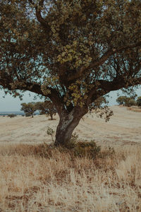 Tree on field against sky