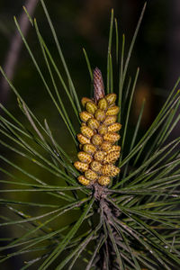 Close-up of pine cone on tree