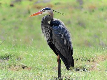 Close-up of heron perching