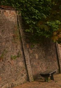 Tree by stone wall