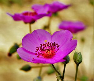 Close-up of pink flower