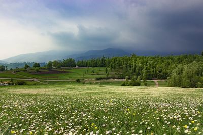 Scenic view of grassy field against sky